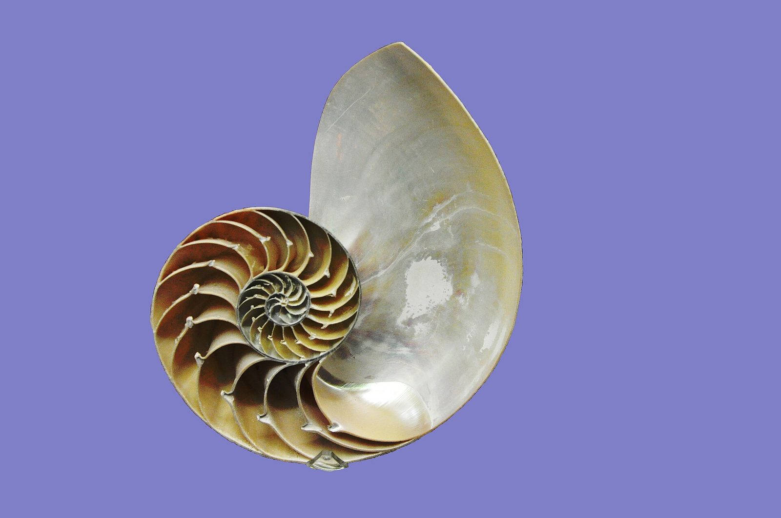 Przekrój muszli nautilusa — spiralna struktura komór z mineralnych ścianek, brak widocznych złączy, wewnętrzna logika nośna